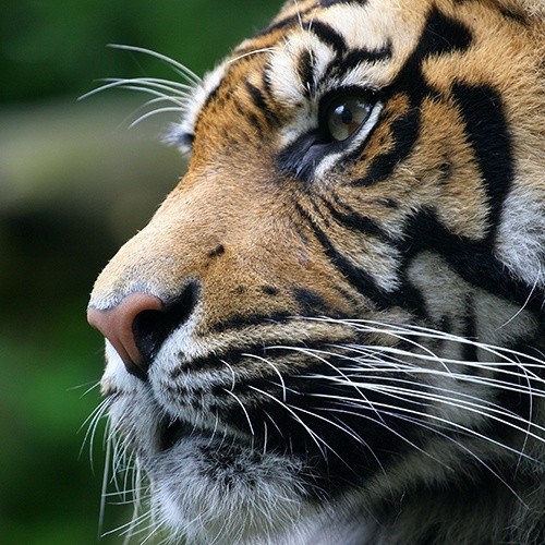 animal1