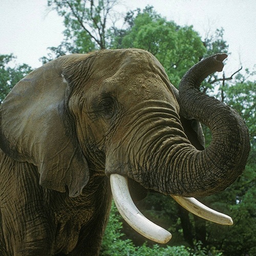 animal3