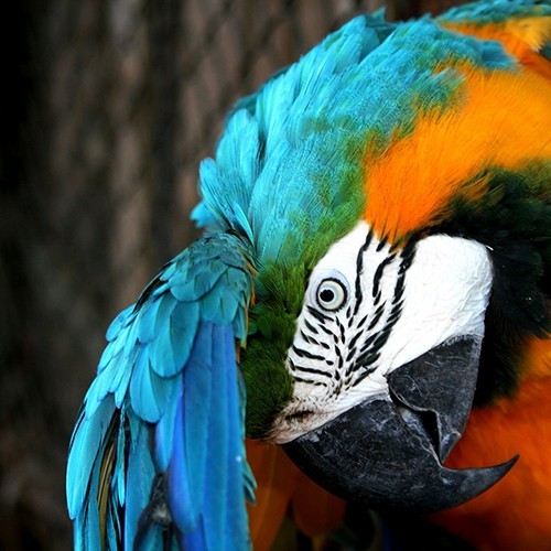 animal4