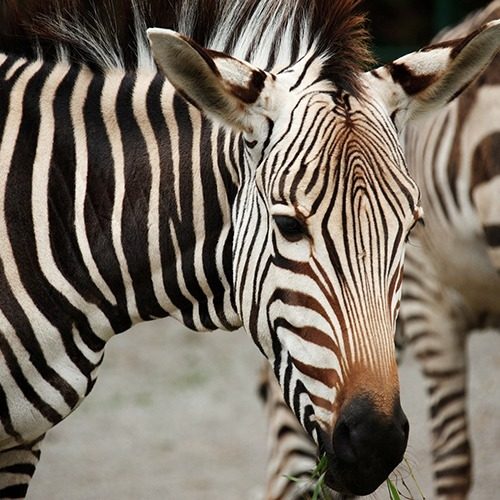 animal5