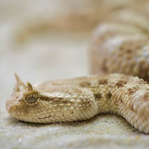 animal6