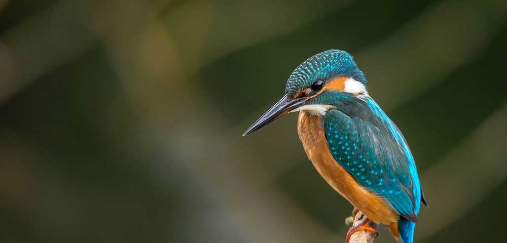 hummingbird-img